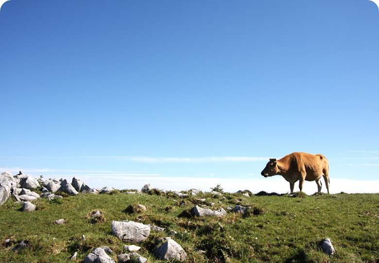 久万高原町 四国カルスト